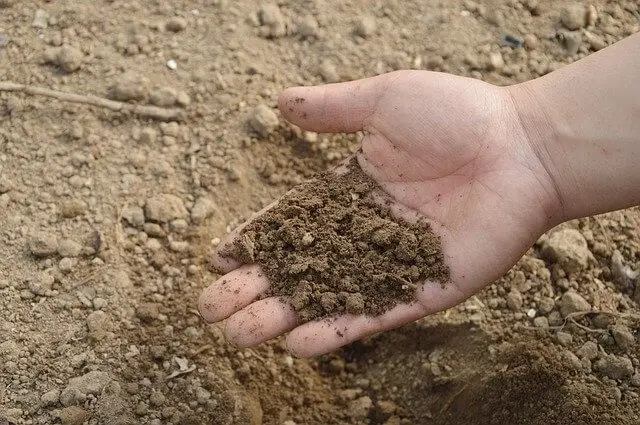 Soil Vs Compost: What Is The Difference?