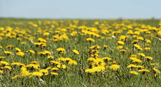 Do wildflowers spread? Here Is What You Need To Know