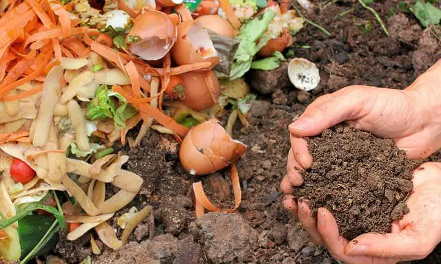 Benefits of Compost for Plants