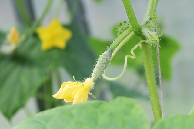 Best Cucumbers To Grow In Containers