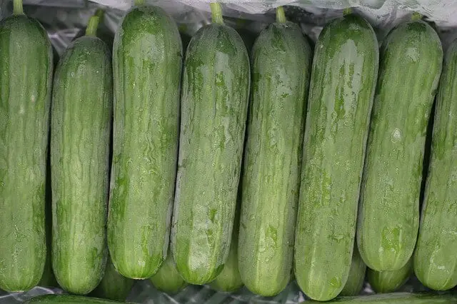 Best Fertilizer For Cucumbers In Containers