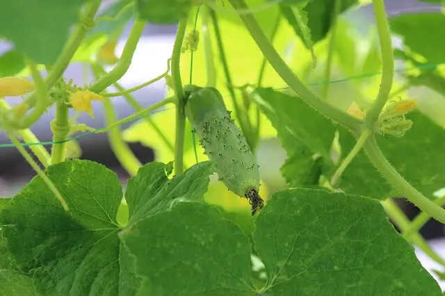 How To Grow Cucumbers In Florida
