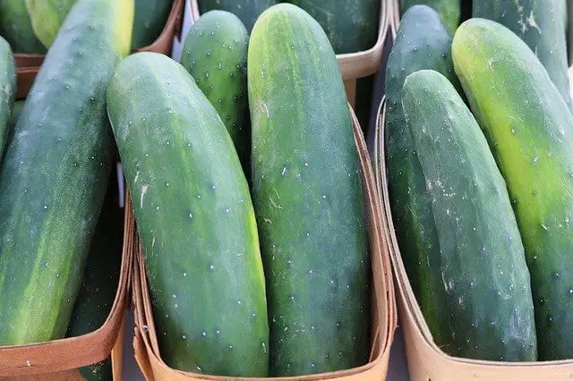 How To Grow Cucumbers From Seeds Indoors