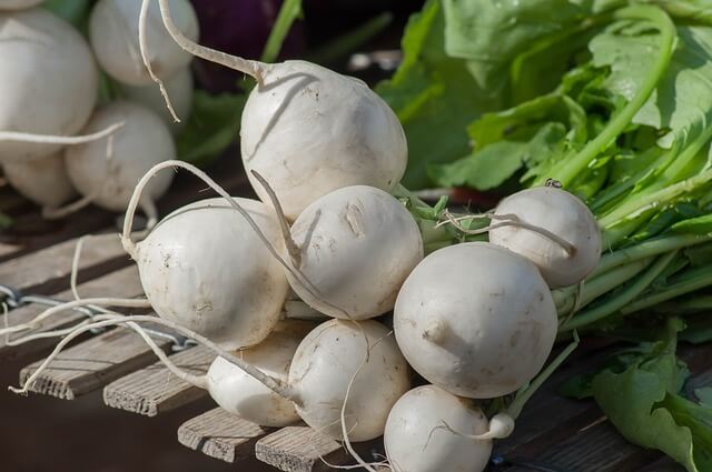 Harvest Turnips