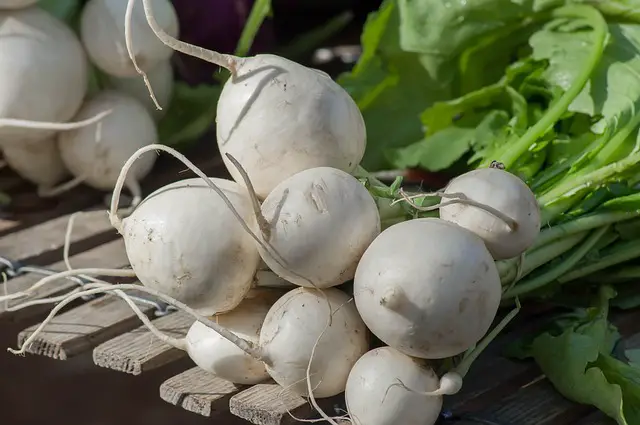 How To Grow Seven Top Turnip Greens