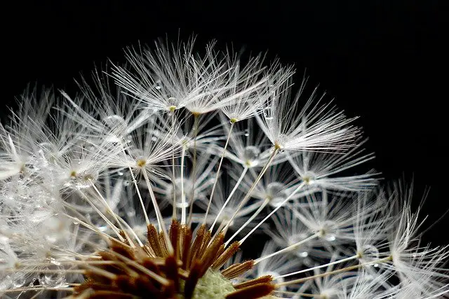 When Do Dandelions bloom? Now Answered