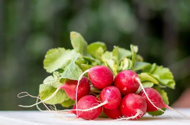 How long does Radish take to Grow (Step By Step Answer)