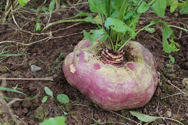 How To Grow Turnip From Scraps Step By Step