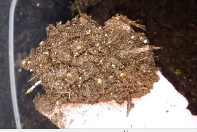 Compost And Worms