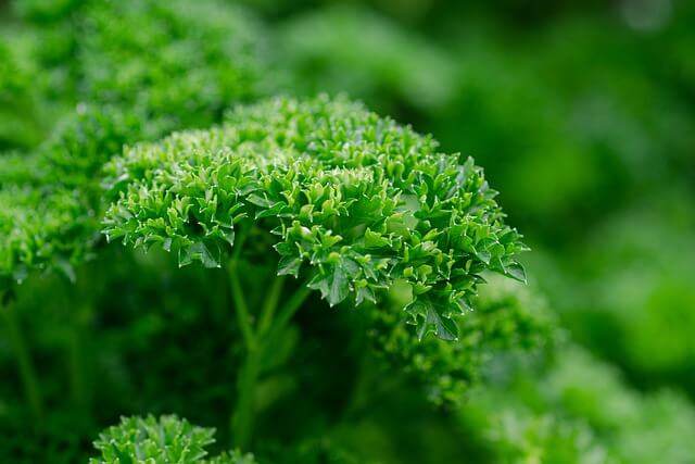 How To Grow Parsley From Cuttings