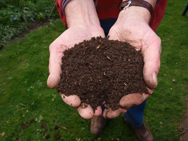 What Are Worms Castings In Compost? Now Answered