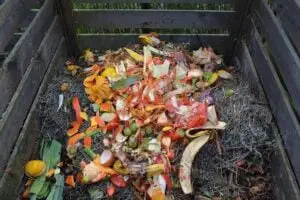 composting worms in a compost pile