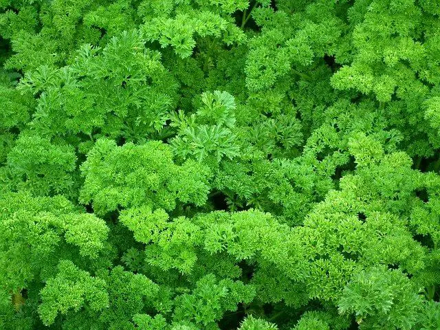 How To Grow Parsley Outdoors