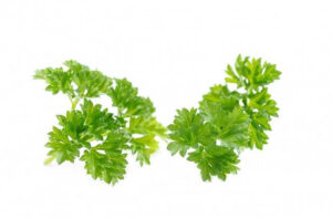 How To Harvest Parsley Step By Step
