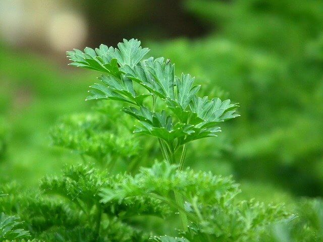 How To Grow Parsley In Texas