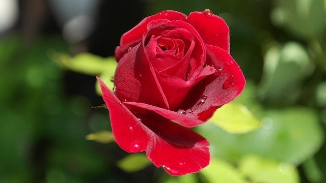 How to Take Care of Roses in the House