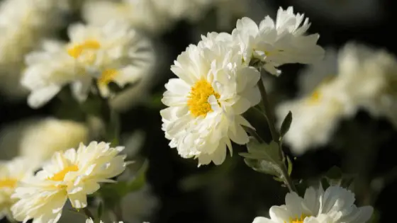 close up of white mums
