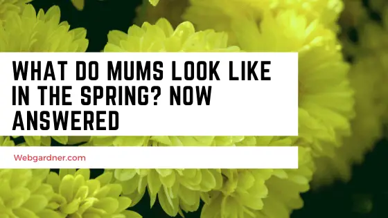 What Do Mums Look Like In The Spring? Now Answered