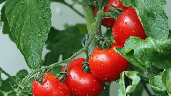 8 Best Heirloom Tomatoes To Grow In Containers