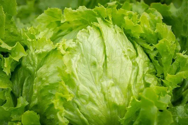 Learn About The Lettuce Growing Conditions