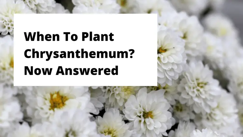 When To Plant Chrysanthemum? Now Answered