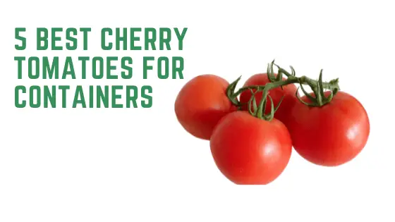 5 Best Cherry Tomatoes For Containers