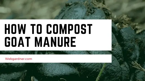 How To Compost Goat Manure