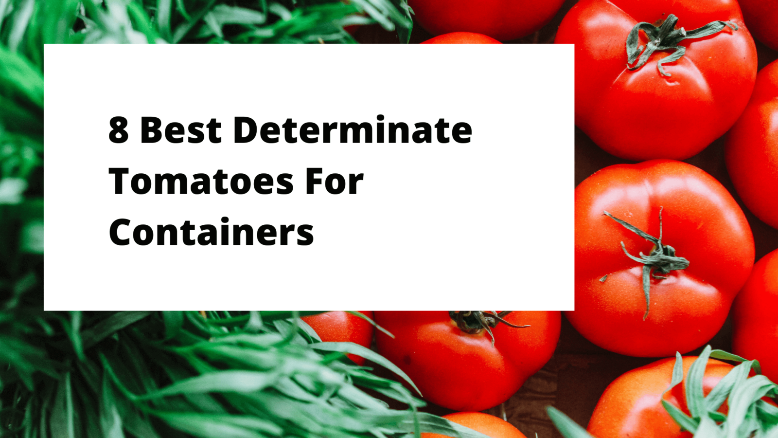 8 Best Determinate Tomatoes For Containers gardener Learn
