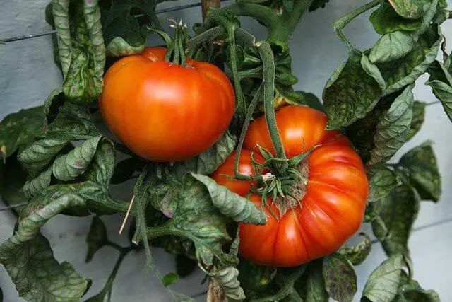 Are Beefsteak Tomatoes Determinate Or Indeterminate? Now Answered