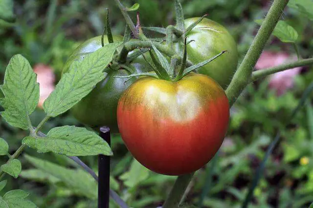 Are Cherokee Purple Tomatoes Determinate Or Indeterminate? Now Answered