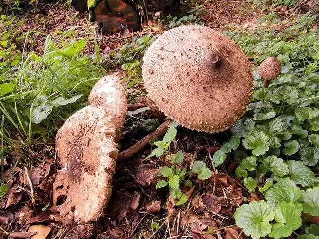 5+ Plants That Don't Like Mushroom Compost