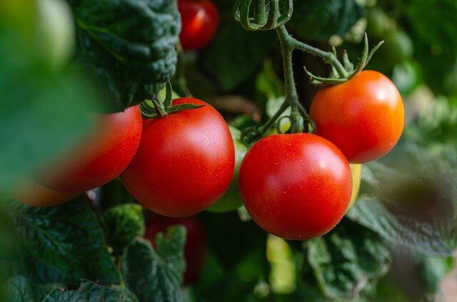 How To Prune Indeterminate Tomatoes Step By Step