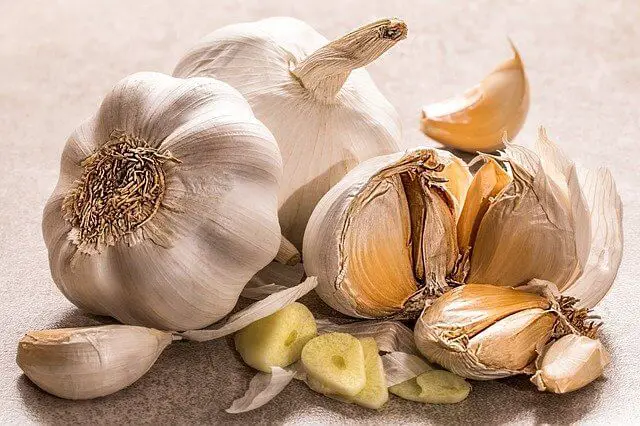 Can You Compost Garlic? Now Answered