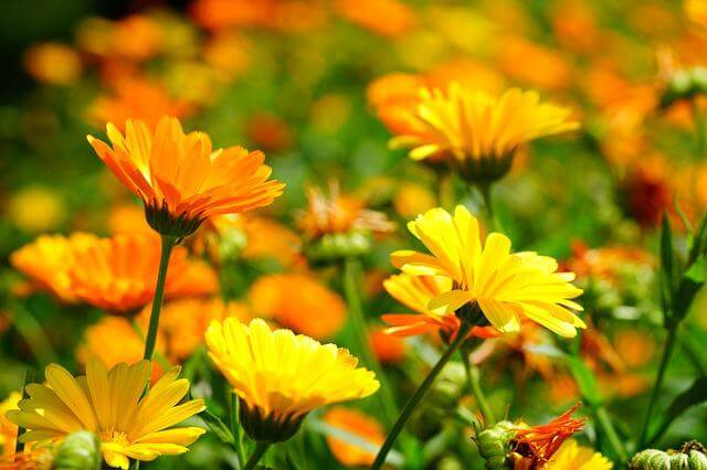 How To Grow Marigolds Indoors Step By Step