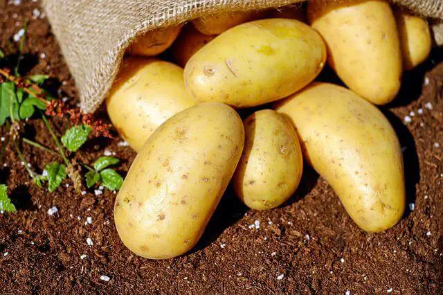 How To Make Potato Water For Plants