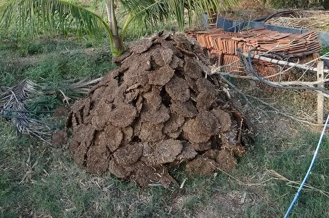 How To Use Fresh Cow Dung On Plants