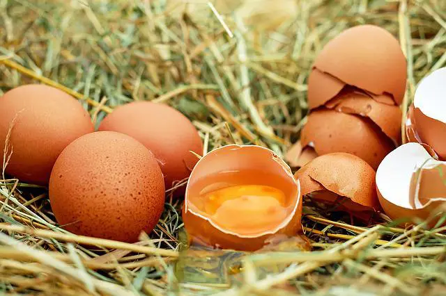 How Do You Prepare Eggshells For Compost