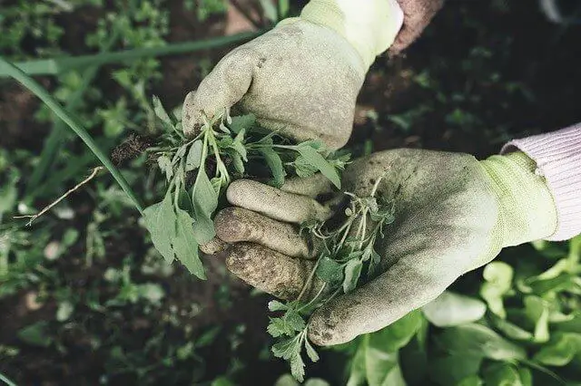 How To Prepare Soil For Gardening Vegetables
