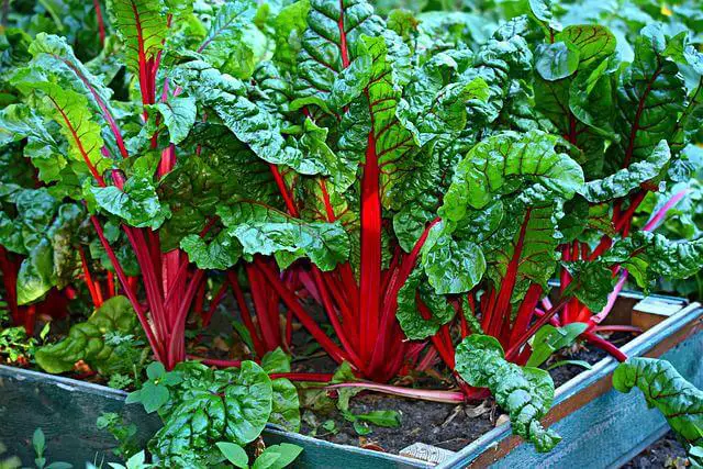 How to grow Swiss chard from seed in containers