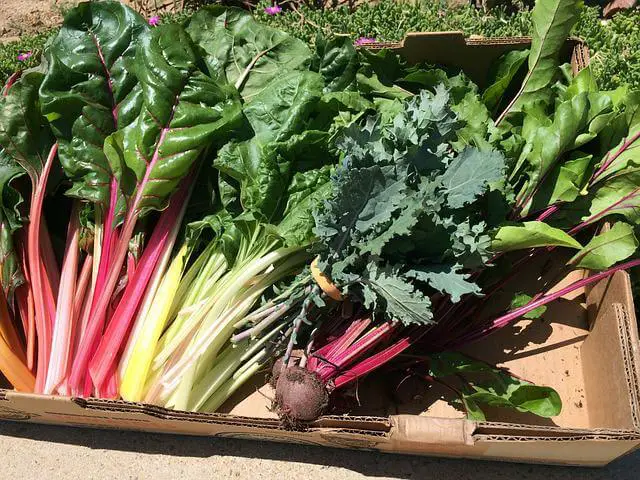 Learn About The Swiss Chard Growing Problems
