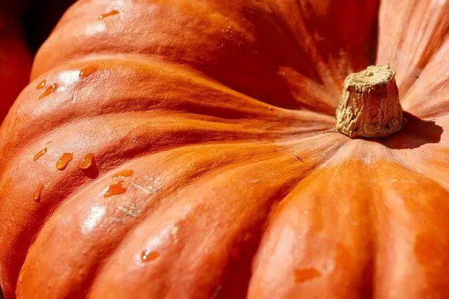5 Best Pumpkins To Grow