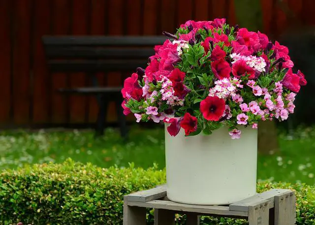 11 Best Flowers For Container Gardening