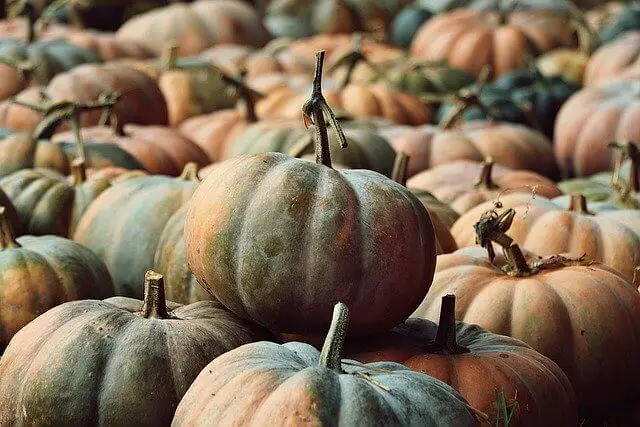 How To Grow Pumpkins Vertically