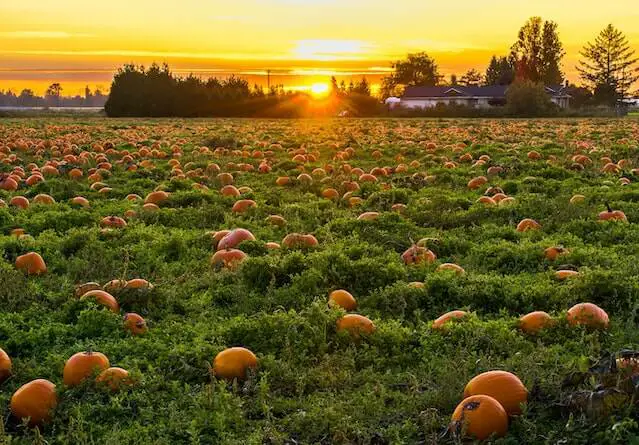 How Many Pumpkins Per Plant? Now Answered