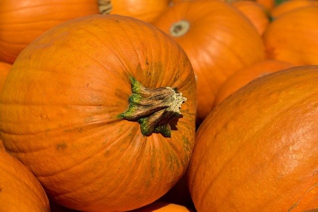 Learn About Pumpkin Growing Stages