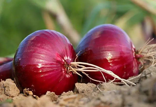 Best And Worst Companion Plants For Onions