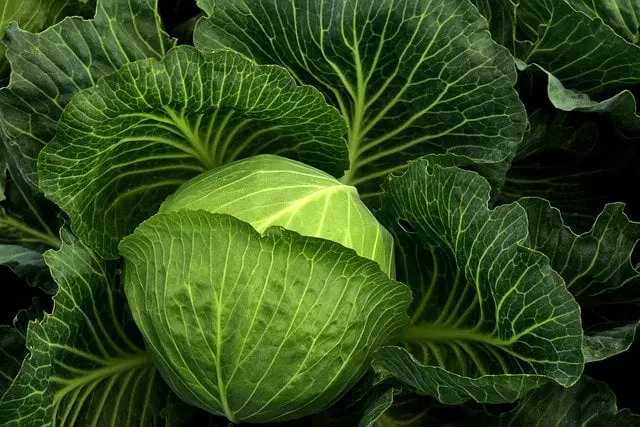 Cabbage Companion Plants: 5+ Best Options