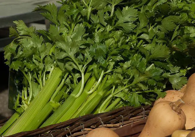 13 Best Celery Companion Plants