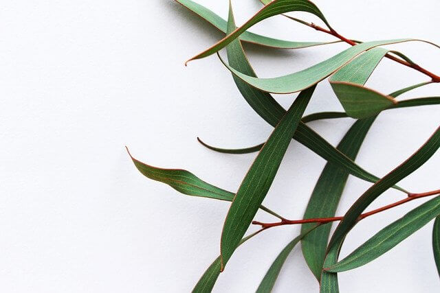 How To Compost Eucalyptus Leaves