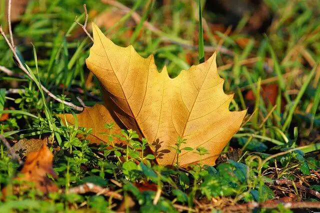 Composting Dry Leaves: Step By Step Guide